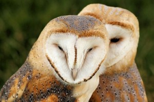 1024px-Barn_Owls_-_Knebworth_Country_Show_2013_(9484398859)