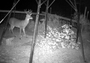 deer hunting texas wikipedia