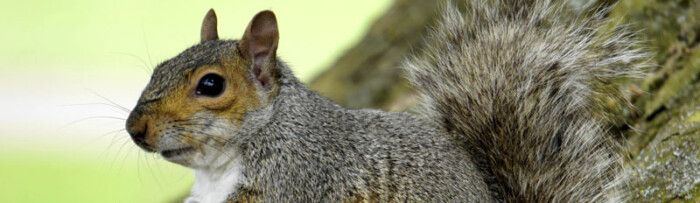 Grey Squirrel Invasive Species